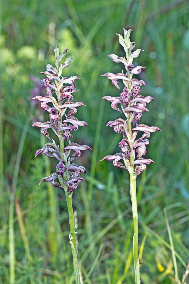 Anacamptis cariophora